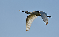 03 Eurasian spoonbill (Platalea leucorodia)